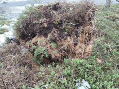 Varoitus juurakkoansoista!